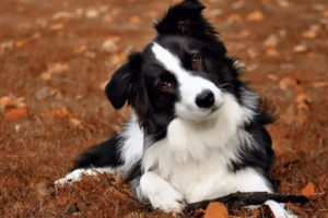 Can Idee Education Dressage Chiens Bordeaux Le Border Collie