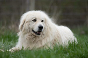 Can Idee Education Dressage Chiens Bordeaux Istockphoto 1225251586 612x612 1