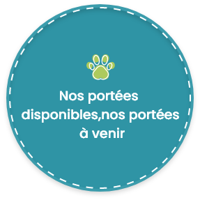 Can Idee Education Dressage Chiens Bordeaux Pastille 3