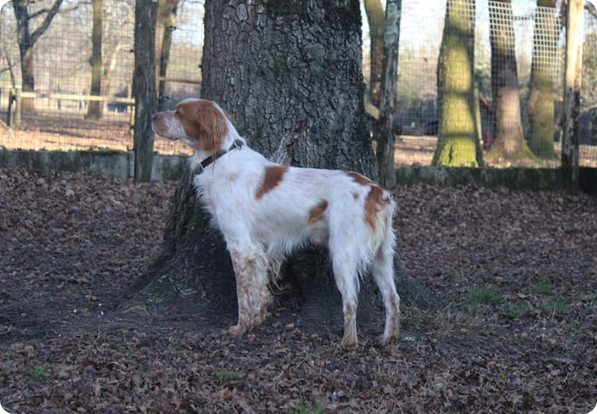 Can Idee Education Dressage Chiens Bordeaux En Memoire 1