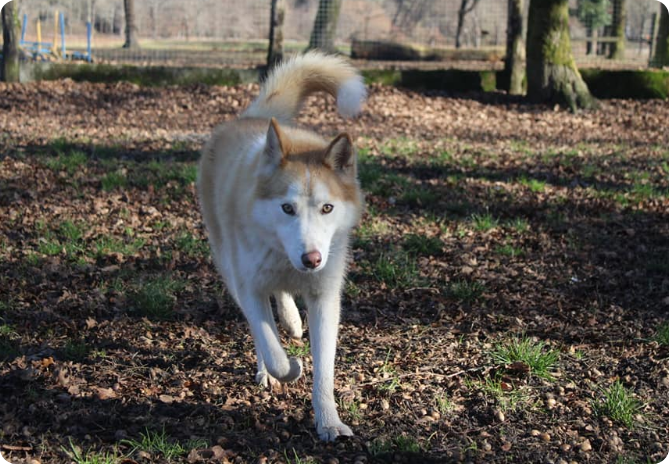 Can Idee Education Dressage Chiens Bordeaux En Memoire 3