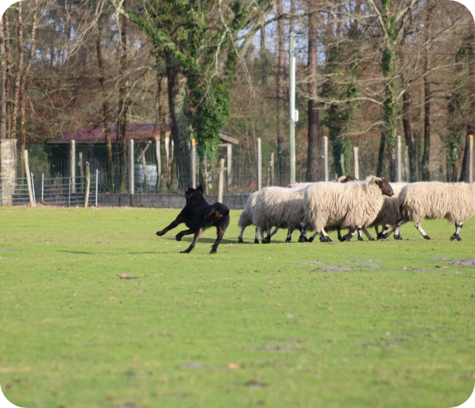 Can Idee Education Dressage Chiens Bordeaux Stage 3